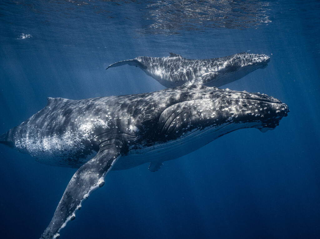 underwater photo of humpback whales captured on a single breath