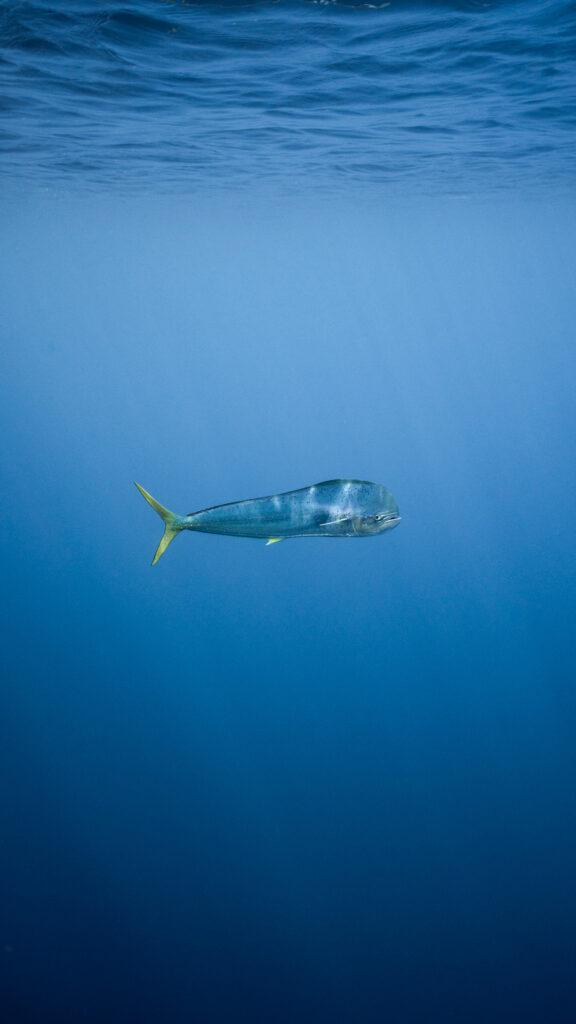 Underwater photo of a mahi mahi taken while freediving