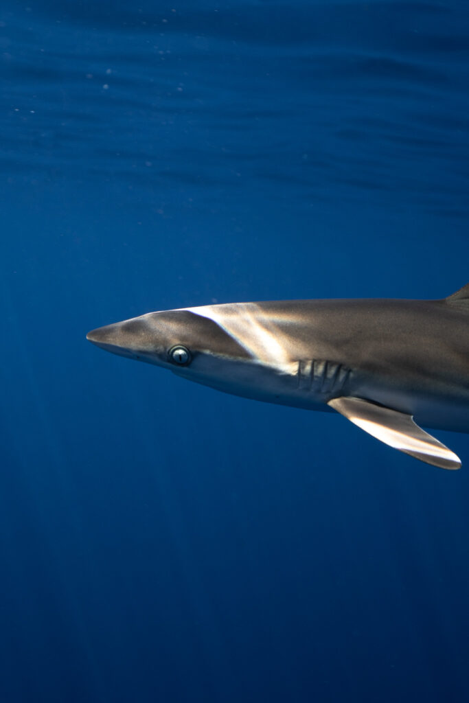 Underwater Photo of a Baby Silky Shark taken while freediving