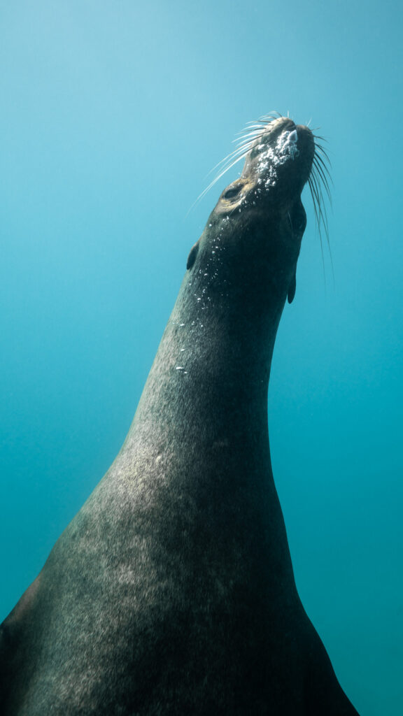Underwater photo of a Galapagos Sea Lion taken while freediving